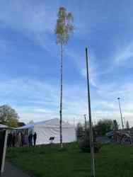 traditionelles Maibaum stellen 